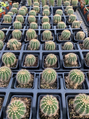 Golden Barrel Cactus - Echinocactus grusonii - 2" pot