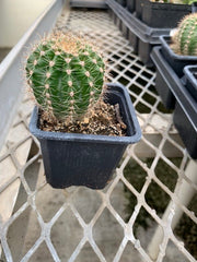 Golden Barrel Cactus - Echinocactus grusonii - 2" pot